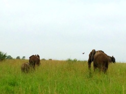 African elephants, the biggest of them all.